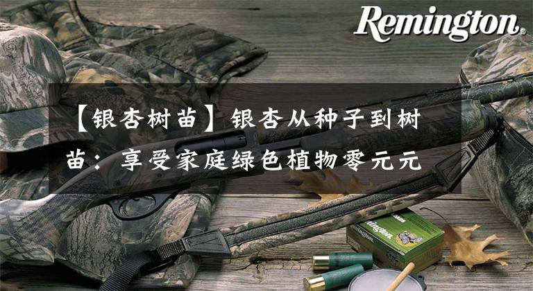 【银杏树苗】银杏从种子到树苗:享受家庭绿色植物零元元