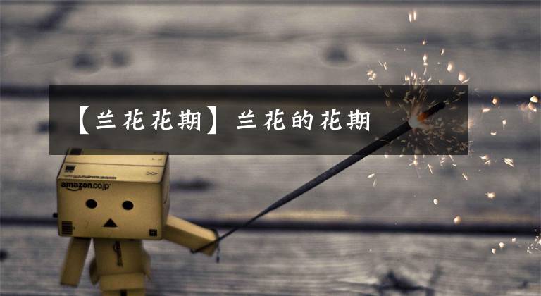 【兰花花期】兰花的花期