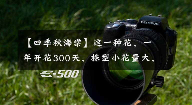 【四季秋海棠】这一种花，一年开花300天，株型小花量大，花朵成簇非常美艳