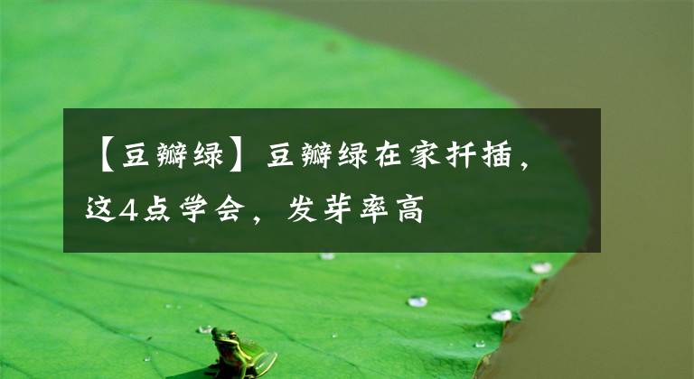【豆瓣绿】豆瓣绿在家扦插,这4点学会,发芽率高