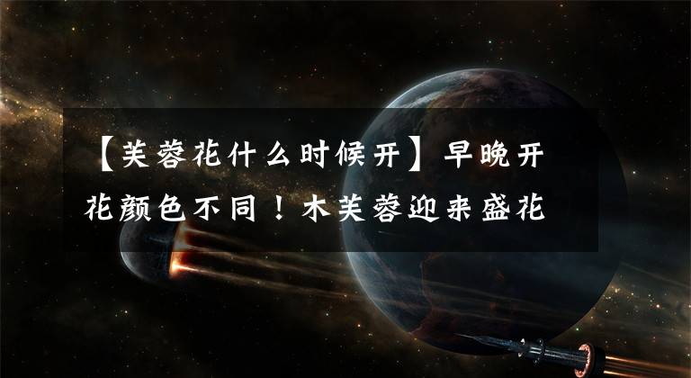 【芙蓉花什么时候开】早晚开花颜色不同!木芙蓉迎来盛花期