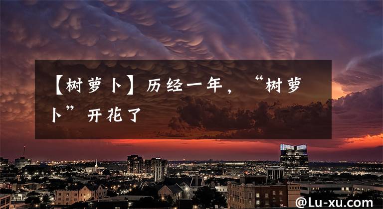 【树萝卜】历经一年，“树萝卜”开花了