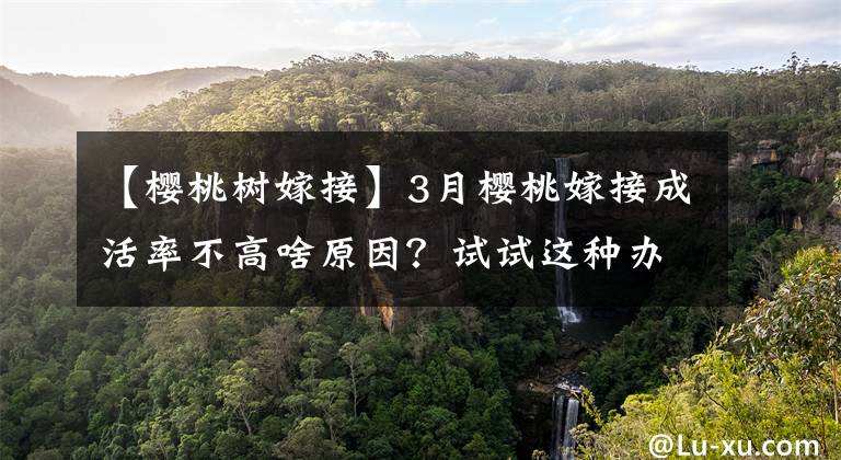 【樱桃树嫁接】3月樱桃嫁接成活率不高啥原因？试试这种办法，轻松助你快速培苗