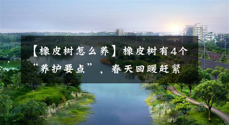 【橡皮树怎么养】橡皮树有4个“养护要点”,春天回暖赶紧做,叶子又厚又亮