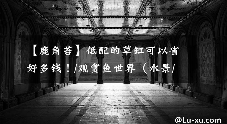 【鹿角苔】低配的草缸可以省好多钱!/观赏鱼世界(水景/水草)