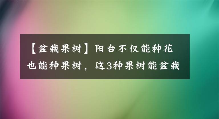 【盆栽果树】阳台不仅能种花也能种果树,这3种果树能盆栽,结果多,病虫害少