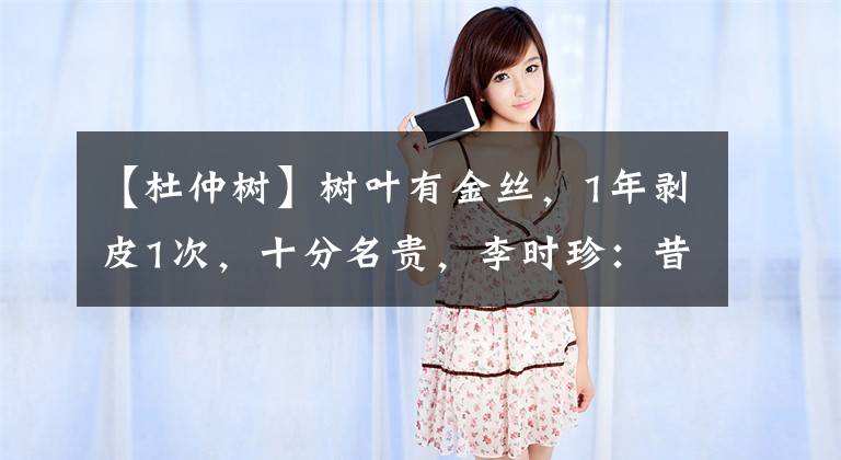 【杜仲树】树叶有金丝,1年剥皮1次,十分名贵,李时珍:昔有杜仲服此得道