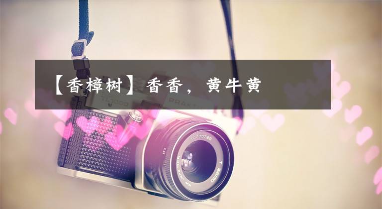 【香樟树】香香,黄牛黄