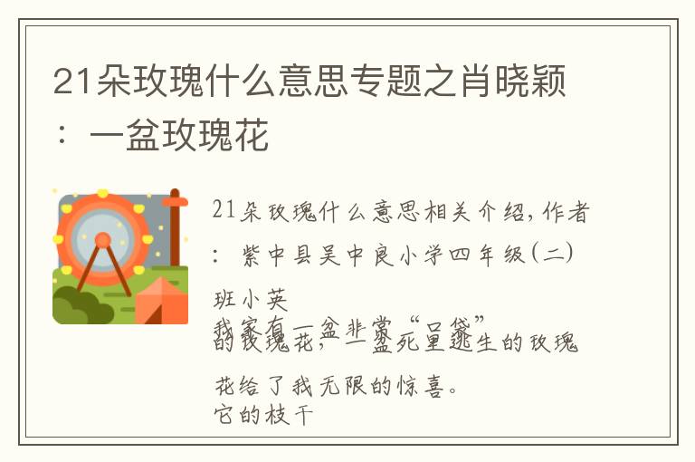 21朵玫瑰什么意思专题之肖晓颖:一盆玫瑰花