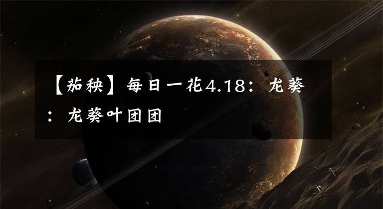 【茄秧】每日一花4.18：龙葵：龙葵叶团团