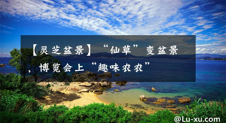 【灵芝盆景】“仙草”变盆景,博览会上“趣味农农”