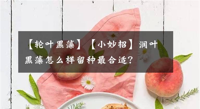 【轮叶黑藻】【小妙招】润叶黑藻怎么样留种最合适？