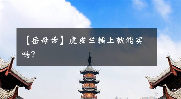 【岳母舌】虎皮兰插上就能买吗?