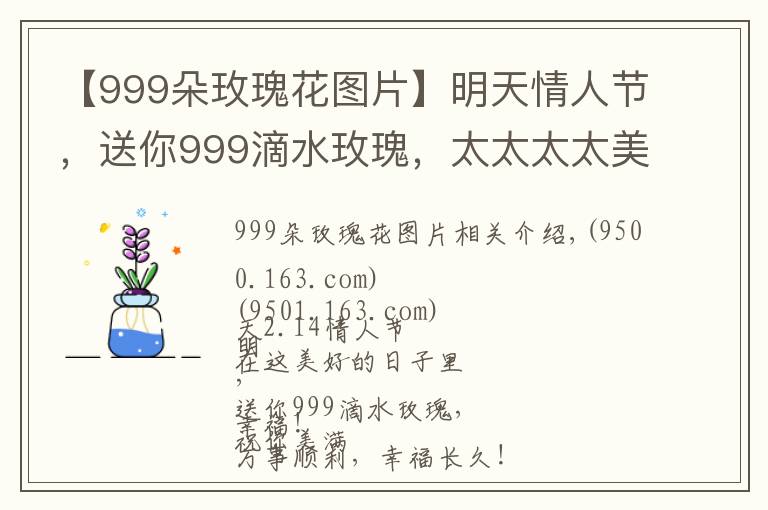 【999朵玫瑰花图片】明天情人节,送你999滴水玫瑰,太太太太美了,祝你美满幸福