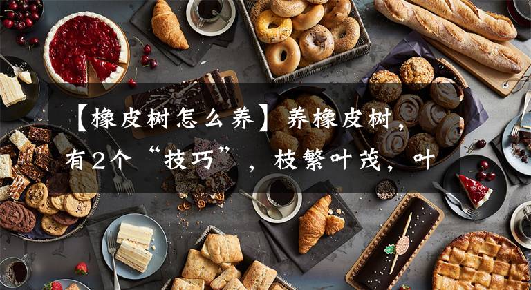 【橡皮树怎么养】养橡皮树，有2个“技巧”，枝繁叶茂，叶大厚实光亮，窜一米多高