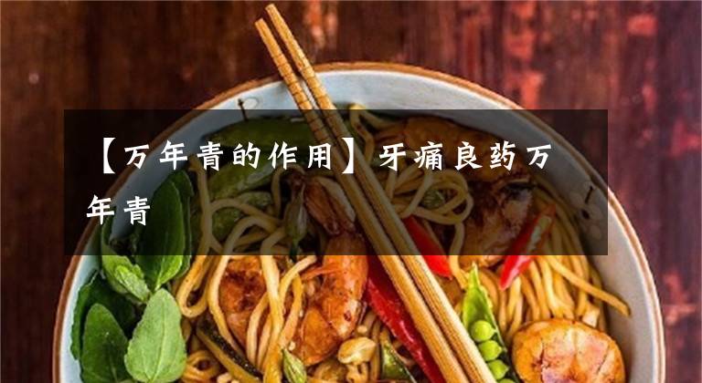 【万年青的作用】牙痛良药万年青