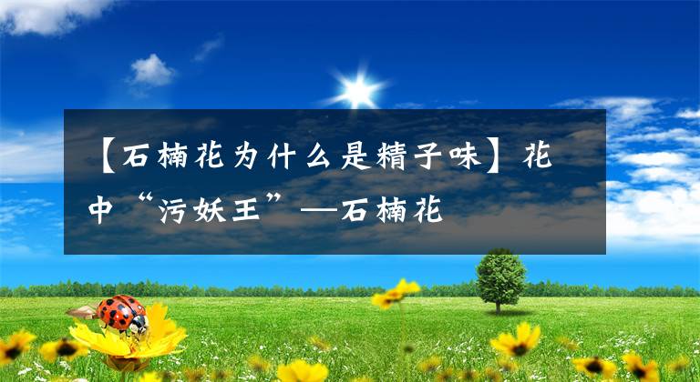 【石楠花为什么是精子味】花中“污妖王”—石楠花