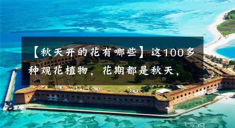 【秋天开的花有哪些】这100多种观花植物,花期都是秋天,此时不养更待何时