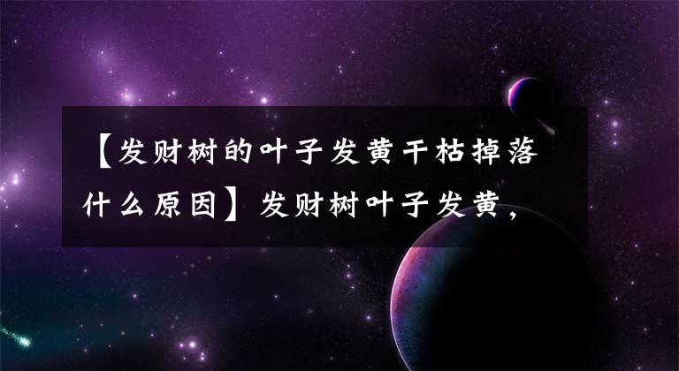 【发财树的叶子发黄干枯掉落什么原因】发财树叶子发黄,除了浇水过多,还有10个别的原因,你知道吗?