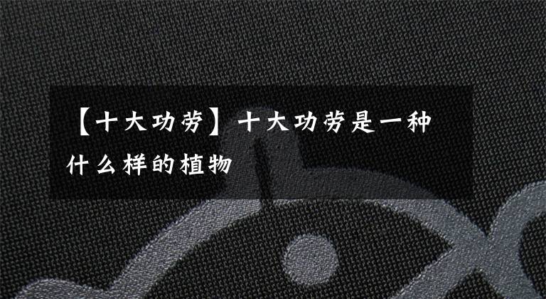 【十大功劳】十大功劳是一种什么样的植物
