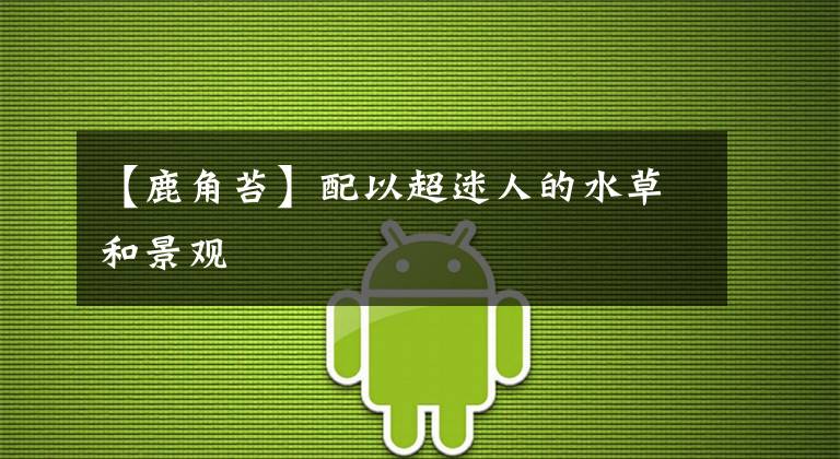 【鹿角苔】配以超迷人的水草和景观