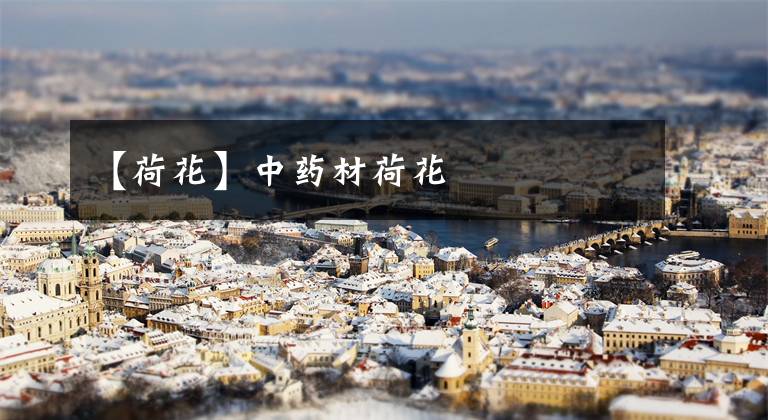 【荷花】中药材荷花