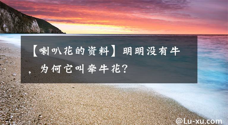【喇叭花的资料】明明没有牛，为何它叫牵牛花？