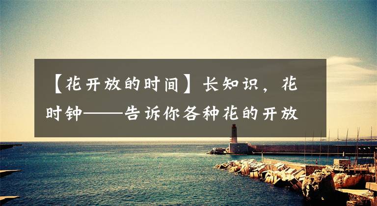 【花开放的时间】长知识,花时钟——告诉你各种花的开放时间