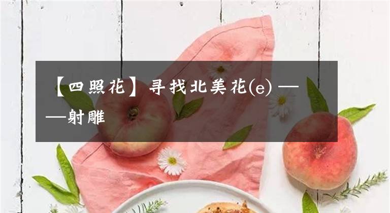 【四照花】寻找北美花(e) ——射雕