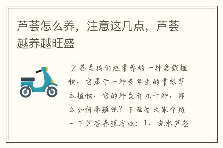 芦荟怎么养,注意这几点,芦荟越养越旺盛