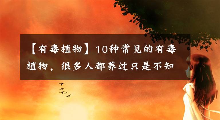 【有毒植物】10种常见的有毒植物,很多人都养过只是不知道有毒