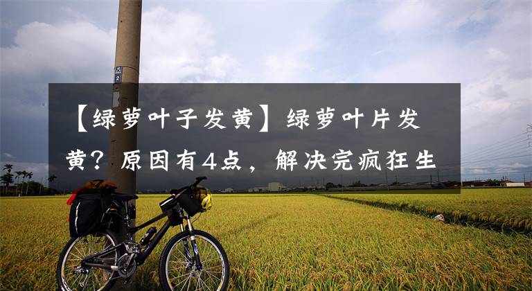 【绿萝叶子发黄】绿萝叶片发黄?原因有4点,解决完疯狂生长,年底花盆装不下