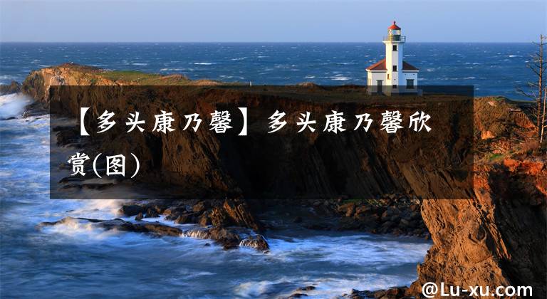 【多头康乃馨】多头康乃馨欣赏(图)