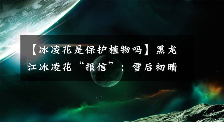 【冰凌花是保护植物吗】黑龙江冰凌花“报信”:雪后初晴迎暖春