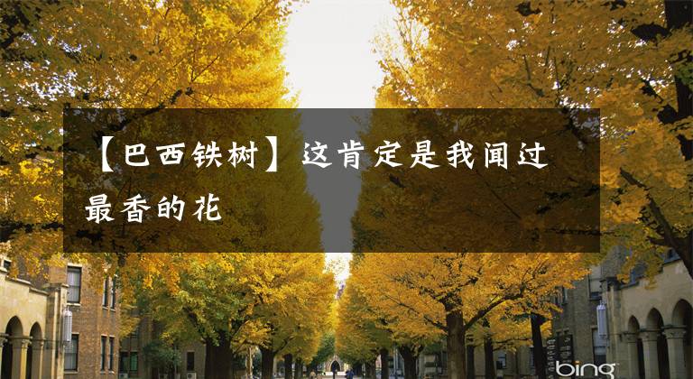 【巴西铁树】这肯定是我闻过最香的花