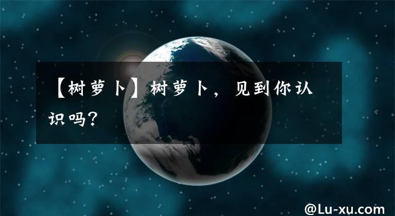 【树萝卜】树萝卜,见到你认识吗?
