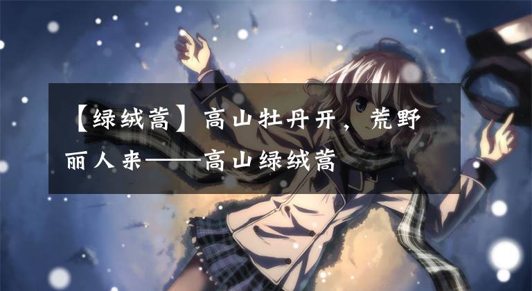 【绿绒蒿】高山牡丹开，荒野丽人来——高山绿绒蒿