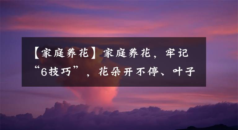 【家庭养花】家庭养花,牢记“6技巧”,花朵开不停、叶子绿油油、健壮旺盛