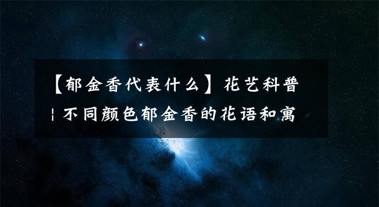 【郁金香代表什么】花艺科普 | 不同颜色郁金香的花语和寓意