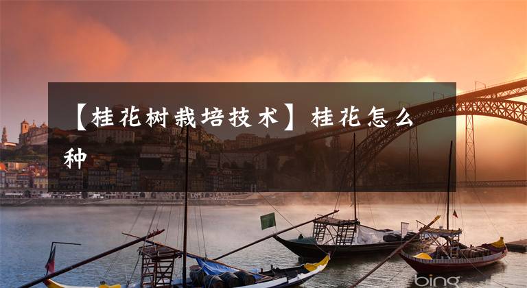 【桂花树栽培技术】桂花怎么种
