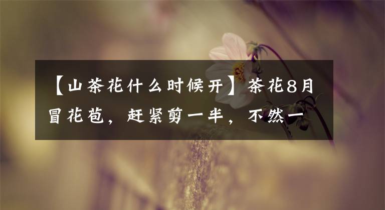 【山茶花什么时候开】茶花8月冒花苞,赶紧剪一半,不然一年没花赏