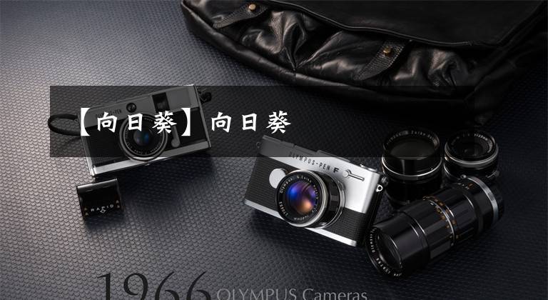 【向日葵】向日葵