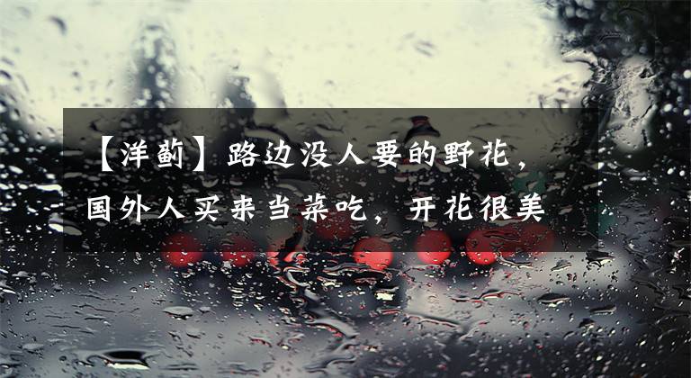 【洋蓟】路边没人要的野花,国外人买来当菜吃,开花很美、很受欢迎