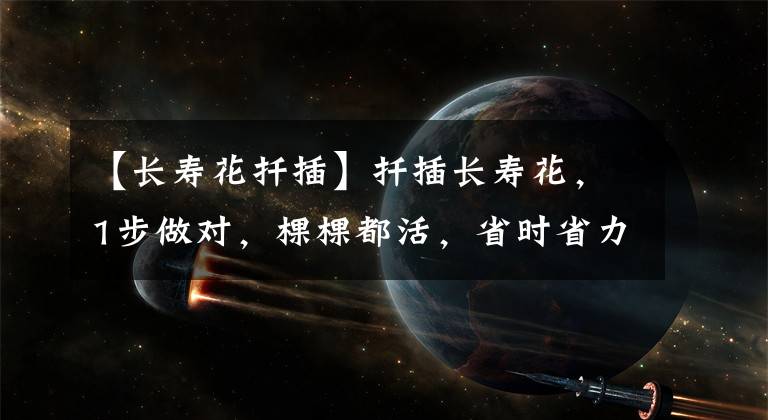 【长寿花扦插】扦插长寿花,1步做对,棵棵都活,省时省力,太简单了