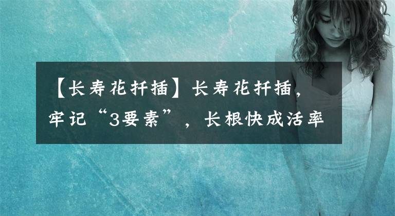 【长寿花扦插】长寿花扦插,牢记“3要素”,长根快成活率高,当年就能开花