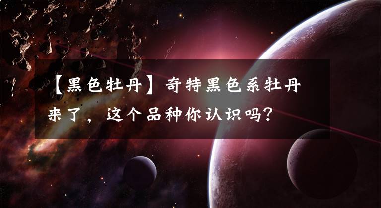 【黑色牡丹】奇特黑色系牡丹来了，这个品种你认识吗？