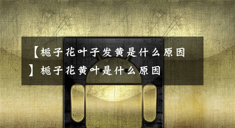 【栀子花叶子发黄是什么原因】栀子花黄叶是什么原因