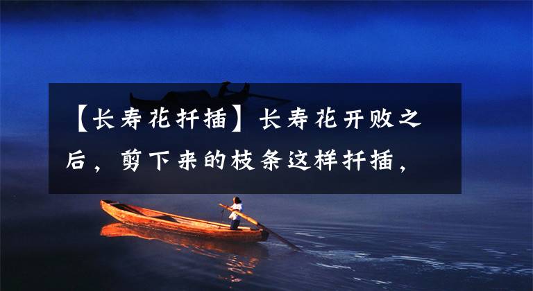 【长寿花扦插】长寿花开败之后,剪下来的枝条这样扦插,一盆轻松变五盆