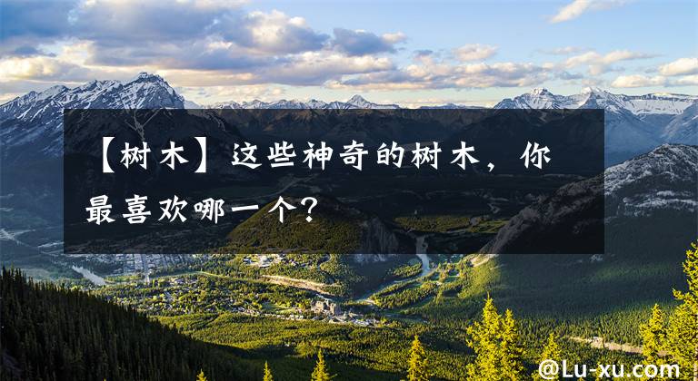 【树木】这些神奇的树木,你最喜欢哪一个?