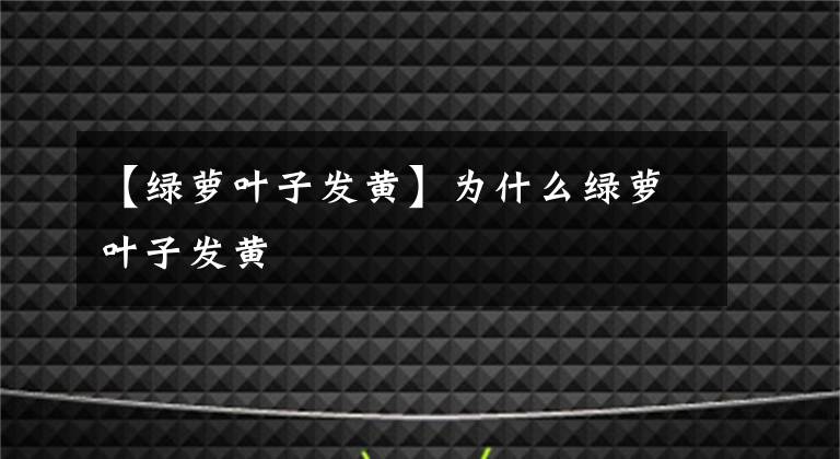 【绿萝叶子发黄】为什么绿萝叶子发黄